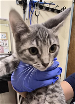 Shelter Stray Female Cat last seen STEVENSON BLVD, 1950 Stevenson Blvd, Fremont, CA 94538, USA