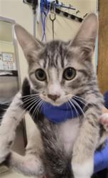 Shelter Stray Female Cat last seen STEVENSOB BLVD, 1950 Stevenson Blvd, Fremont, CA 94538, USA