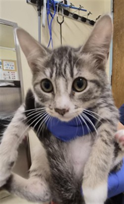 Shelter Stray Female Cat last seen STEVENSOB BLVD, 1950 Stevenson Blvd, Fremont, CA 94538, USA