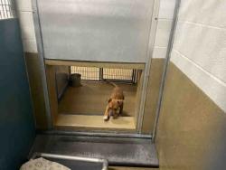 Shelter Stray Male Dog last seen WILDCAT, 2481 Palomar Airport Rd, Carlsbad, CA 92011, USA