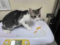 Shelter Stray Male Cat last seen HWY 76, 2481 Palomar Airport Rd, Carlsbad, CA 92011, USA