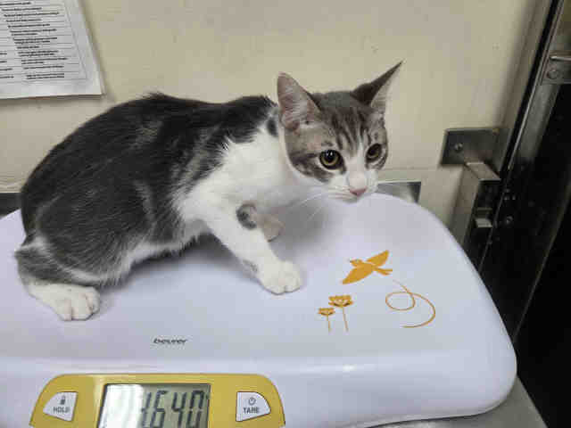 Shelter Stray Male Cat last seen HWY 76, 2481 Palomar Airport Rd, Carlsbad, CA 92011, USA