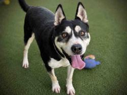 Shelter Stray Male Dog last seen THOUSAND OAKS X HWY 79, 5821 Sweetwater Rd, Bonita, CA 91902, USA