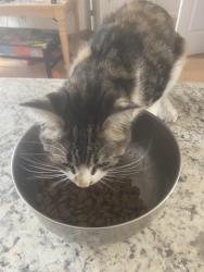 Reunited Female Cat last seen Berwick town hall, Berwick, ME 03901