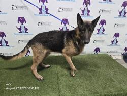Shelter Stray Male Dog last seen , 2769 Conroy Rd, Orlando, FL 32839, USA