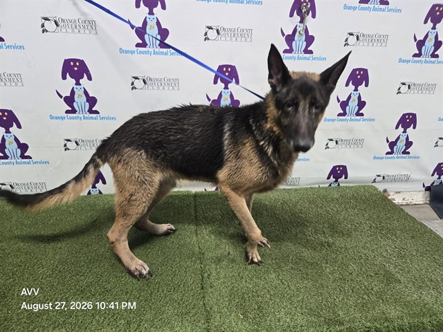 Shelter Stray Male Dog last seen , 2769 Conroy Rd, Orlando, FL 32839, USA