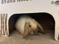 Shelter Stray Female Rabbit last seen , 5821 Sweetwater Rd, Bonita, CA 91902, USA
