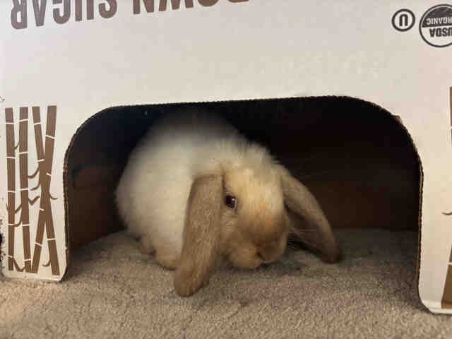 Shelter Stray Female Rabbit last seen , 5821 Sweetwater Rd, Bonita, CA 91902, USA