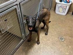 Shelter Stray Male Dog last seen , 5821 Sweetwater Rd, Bonita, CA 91902, USA
