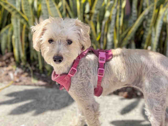 Shelter Stray Female Dog last seen , 5821 Sweetwater Rd, Bonita, CA 91902, USA