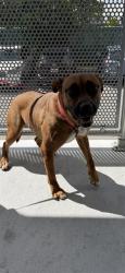 Shelter Stray Female Dog last seen FLAGLER AND 82, 3599 NW 79th Ave, Doral, FL 33122, USA