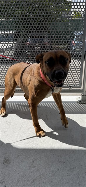 Shelter Stray Female Dog last seen FLAGLER AND 82, 3599 NW 79th Ave, Doral, FL 33122, USA