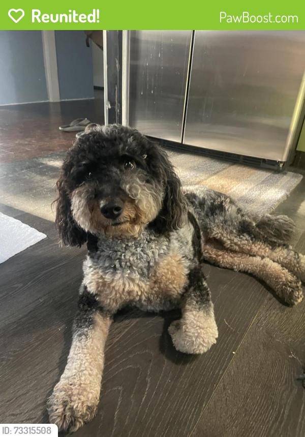 Reunited Unknown Dog last seen 6th st. plumer, Tucson, AZ 85719
