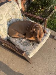 Found/Stray Female Dog last seen Kelly St & Dawson St. - Dawson Village apmts, Indianapolis, IN 46203