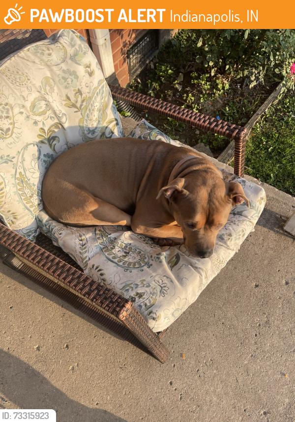 Found/Stray Female Dog last seen Kelly St & Dawson St. - Dawson Village apmts, Indianapolis, IN 46203