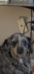 Lost Female Dog last seen Deltona Blvd. And Springhill Dr, Deltona, FL 32725