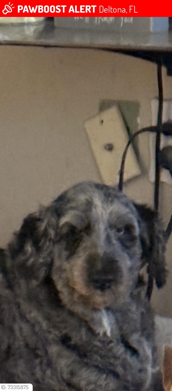 Lost Female Dog last seen Deltona Blvd. And Springhill Dr, Deltona, FL 32725
