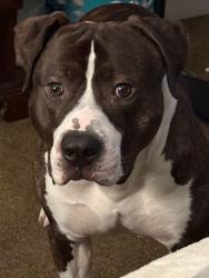 Reunited Male Dog last seen E 3rd St xenia and S Detroit., Xenia, OH 45385