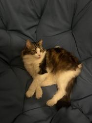 Reunited Male Cat last seen Grocery store on corner of Roy and st Andre, Montréal, QC H2L 3V8