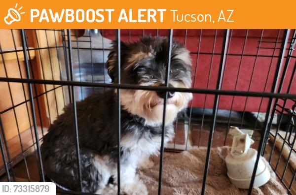Found/Stray Male Dog last seen West Goret Rd, approx 1/4 mile from North Silverbell intersection, Tucson, AZ 85745