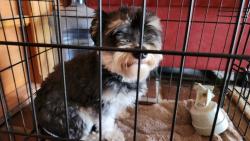 Found/Stray Male Dog last seen West Goret Rd, approx 1/4 mile from North Silverbell intersection, Tucson, AZ 85745