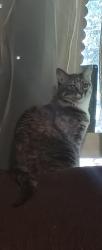Reunited Female Cat last seen 26th ave s and 284th st, Federal Way, WA 98003