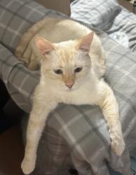 Reunited Female Cat last seen N 50th Ave and Cleveland St., Hollywood, FL 33021