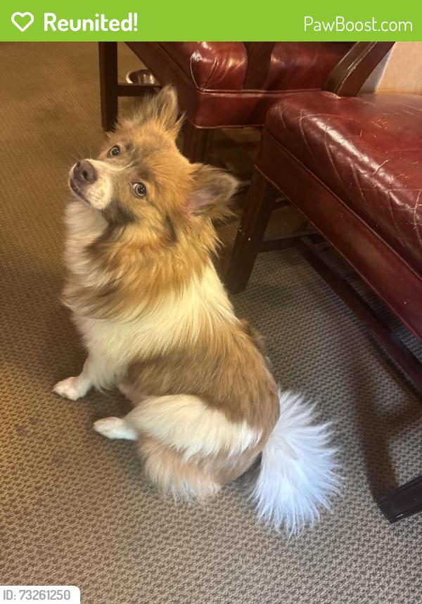Reunited Female Dog last seen 13th and Kealing Ave., Indianapolis, IN 46201
