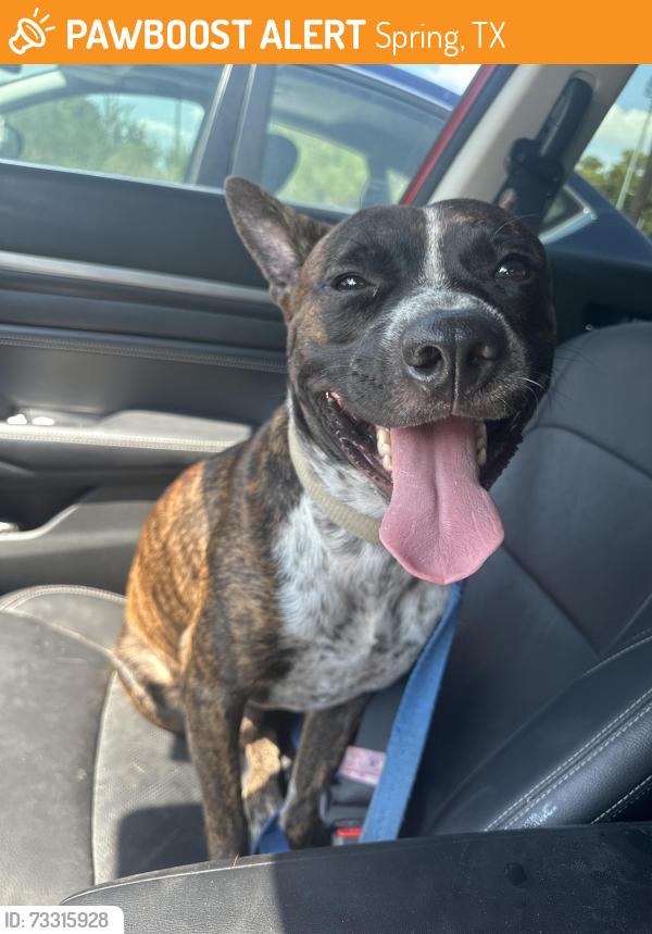 Found/Stray Male Dog last seen next to taco truck was there with white husky but i only took this one, Spring, TX 77389