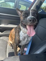 Found/Stray Male Dog last seen next to taco truck was there with white husky but i only took this one, Spring, TX 77389