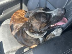 Found/Stray Male Dog last seen Near Spring Stuebner Rd, Spring, TX 77389, Spring, TX 77389