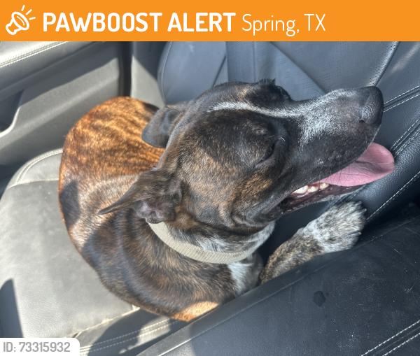 Found/Stray Male Dog last seen Near Spring Stuebner Rd, Spring, TX 77389, Spring, TX 77389