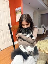Reunited Female Cat last seen Killian hill arcado, Lilburn, GA 30047