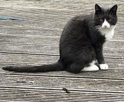 Lost Male Cat last seen Dereham, Norfolk, Norfolk, England 