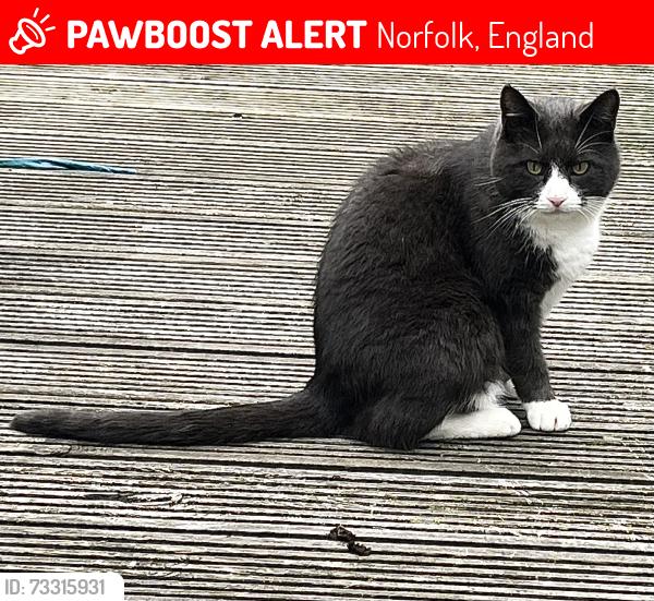 Lost Male Cat last seen Dereham, Norfolk, Norfolk, England 