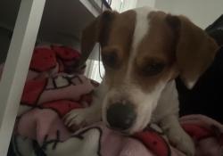 Reunited Male Dog last seen Ranch view e, San Antonio, TX 78254
