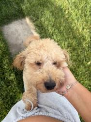 Lost Male Dog last seen Monte vista, San Jacinto, CA 92582