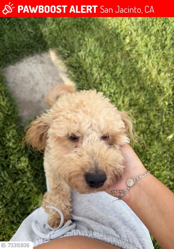 Lost Male Dog last seen Monte vista, San Jacinto, CA 92582