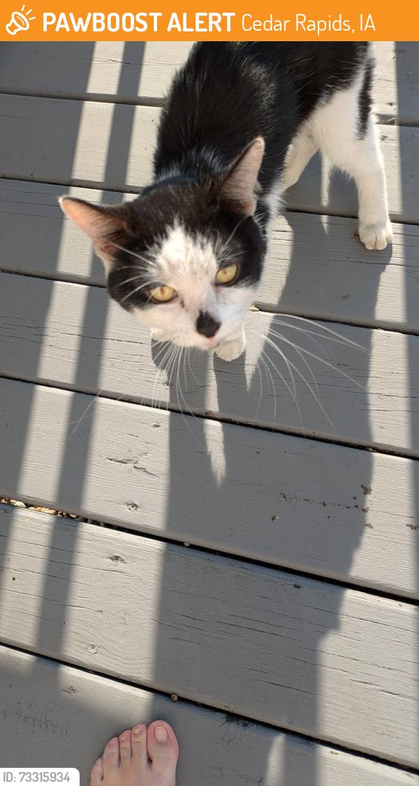 Found/Stray Male Cat last seen 16th and Jst SW, Cedar Rapids, IA 52405