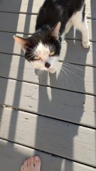 Found/Stray Male Cat last seen 16th and Jst SW, Cedar Rapids, IA 52405