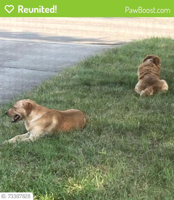 Reunited Unknown Dog last seen Chestnut Street, Lexington, NC 27292