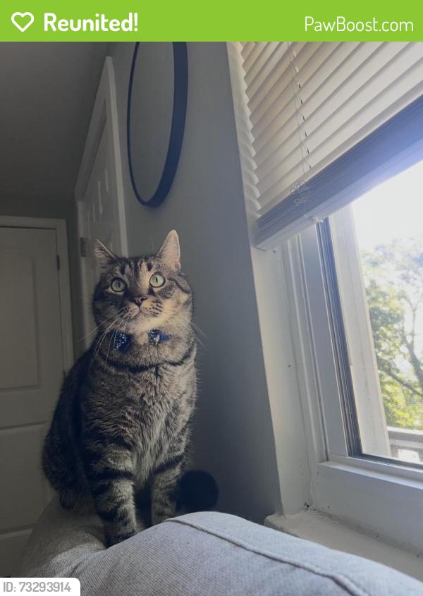 Reunited Male Cat last seen Near Allen Dr, Kingsport, TN 37660