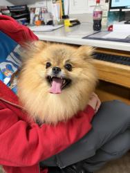 Reunited Male Dog last seen Devonshire Community, Fulton County, GA 30092