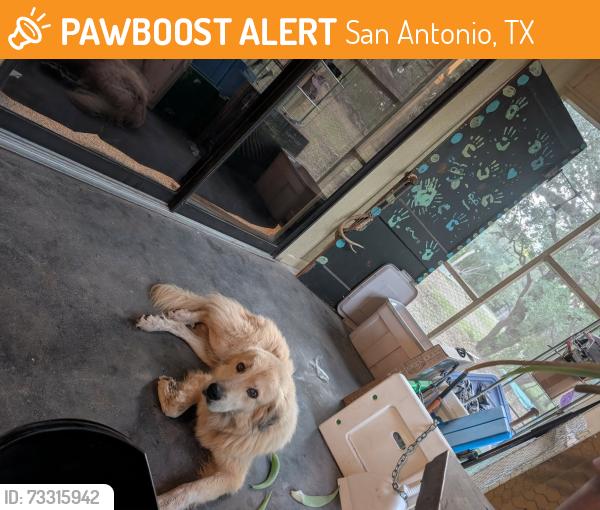 Found/Stray Male Dog last seen Potranco rd, San Antonio, TX 78207