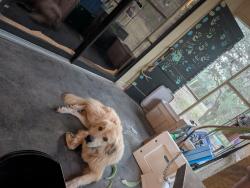 Found/Stray Male Dog last seen Potranco rd, San Antonio, TX 78207