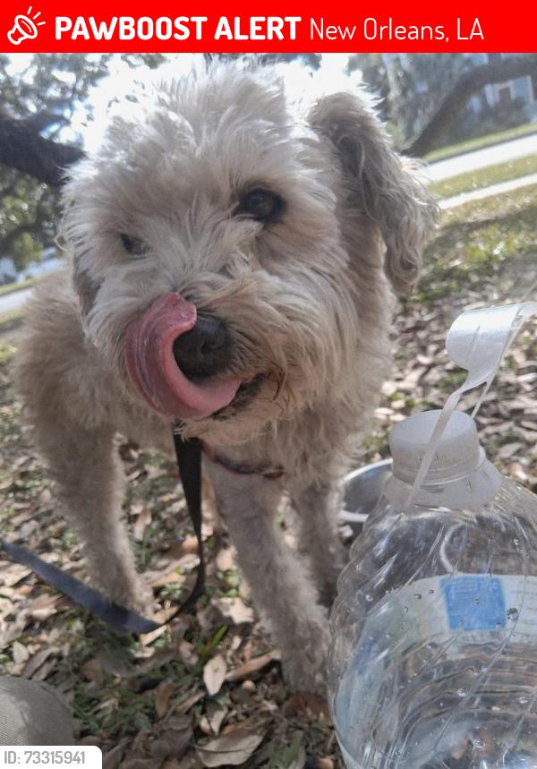 Lost Male Dog last seen WASHINGTON SQUARE PARK, New Orleans, LA 70117