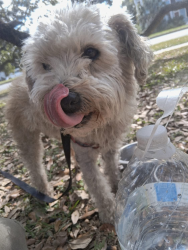 Lost Male Dog last seen WASHINGTON SQUARE PARK, New Orleans, LA 70117