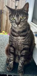 Lost Male Cat last seen 1st St 43rd Ave NE, St. Petersburg, FL 33703, St. Petersburg, FL 33703