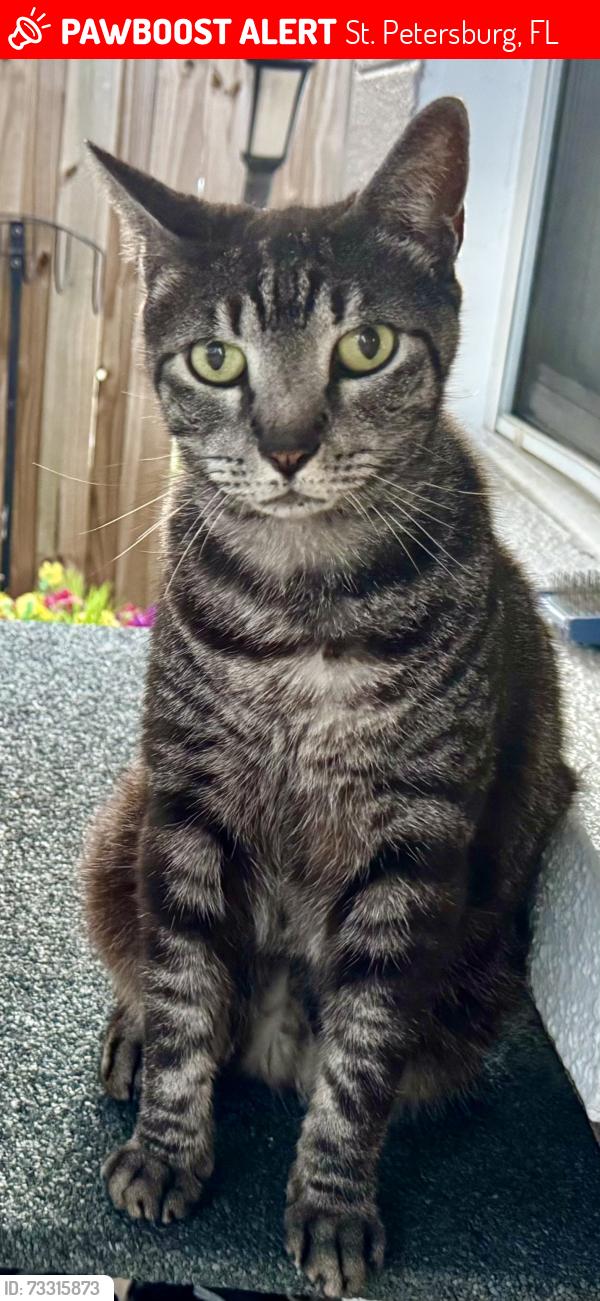 Lost Male Cat last seen 1st St 43rd Ave NE, St. Petersburg, FL 33703, St. Petersburg, FL 33703