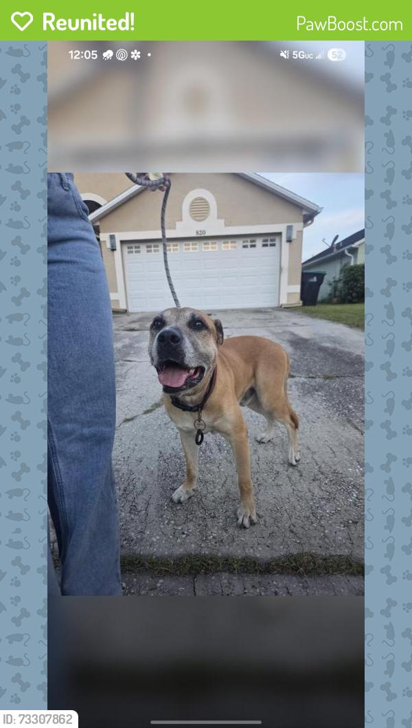 Reunited Male Dog last seen Winding creek subdivision off dean rd., Orlando, FL 32825